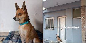 Σκύλος Χανιά Σνούπι