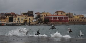 χανια λιμανι πουλια