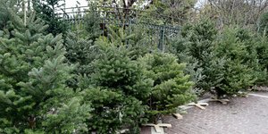 Ανακύκλωση Χριστουγεννιάτικων δέντρων
