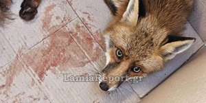 Διάσωση αλεπούς στη Λαμία