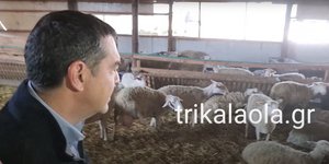 Ο Αλέξης Τσίπρας σε μαντρί με πρόβατα στη Φιλύρα Τρικάλων
