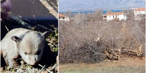 Στα όρια του χωριού Δισπηλιό βρέθηκε η φωλιά της αρκούδας μετά από εργασίες καθαρισμού σε παρακείμενο χωράφι