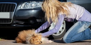 Ατύχημα με ζώο στο δρόμο