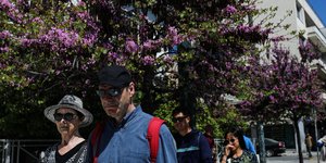 δεντρο μοβ λουλούδια