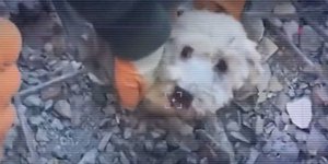 Διάσωση σκύλου από τα χαλάσματα που προκάλεσε στη Συρία ο μεγάλος σεισμός