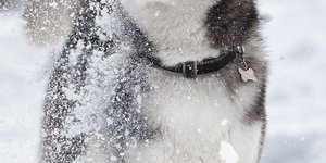 Σκύλος στα χιόνια