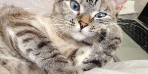 Αυτή είναι η διασημότερη γάτα στον κόσμο