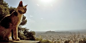 γατα σκονη αθηνα