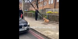 Η αστυνομία ακινητοποίησε άγριο σκύλο στο Λονδίνο