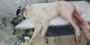 Σκύλος πυροβολισμός