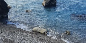 Φρίκη στη Ρόδο: Η θάλασσα ξέβρασε νεκρές τέσσερις... αγελάδες