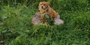 Ασυνείδητοι έδεσαν και εγκατέλειψαν σκυλάκι σε οικόπεδο στην Κρήτη