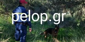 Σκύλος διάσωση