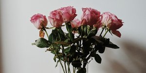 Τριαντάφυλλα