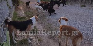 Αγέλη αδέσποτων σκύλων στα Καμένα Βούρλα