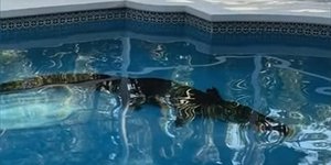 ΗΠΑ: Γυναίκα βρήκε έναν τεράστιο αλιγάτορα στην πισίνα του σπιτιού της