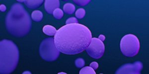 Ο μύκητας Candida auris