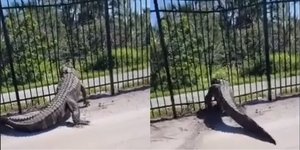 H στιγμή που ο αλιγάτορας λυγίζει με ευκολία τον μεταλλικό φράκτη στη Φλόριντα
