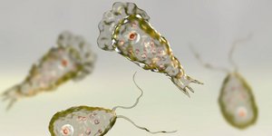 Η αμοιβάδα Naegleria fowleri