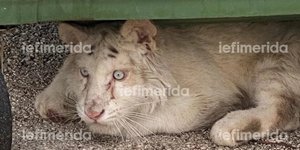 Το λευκό τιγράκι που βρέθηκε κάτω από κάδο σκουπιδιών έξω από το Αττικό Ζωολογικό Πάρκο
