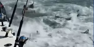 Κοπάδι καρχαρίες την ώρα του... γεύματος