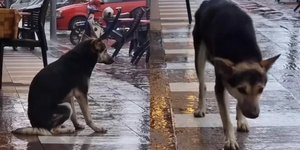 H Μπαϊράβα, όπως λέγεται η σκύλα, περίμενε επί τέσσερις μέρες στη βροχή την αφεντικίνα της 