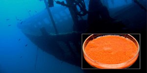 σφράν σε ναυάγιο πλοίου