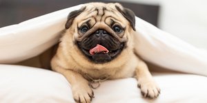 Σκύλος ράτσας pug