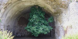 Η ανάποδη συκιά