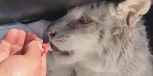 Σε κρίσιμη κατάσταση το τιγράκι που βρέθηκε στο Αττικό Πάρκο