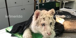 Το λευκό τιγράκι που βρέθηκε κάτω από κάδο σκουπιδιών έξω από το Αττικό Ζωολογικό Πάρκο 