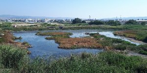 Θεσσαλονίκη: Νέες μέθοδοι απορρύπανσης «ξεκλειδώνουν» τα μυστικά του ....βάλτου της δυτικής Θεσσαλονίκης	