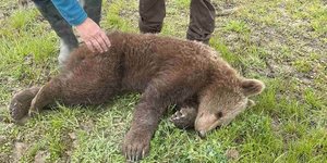 Νεαρό αρκουδάκι απελευθερώθηκε από παράνομη θηλιά για  αγριογούρουνα στις Πρέσπες