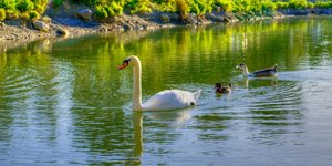 λίμνη με πάπιες