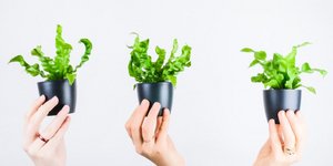 Φυτά Εσωτερικού Χώρου - Φωτογραφία: Unsplash