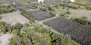 Γιγάντια επιχείρηση μεταφύτευσης 3.000 δέντρων στο Ελληνικό