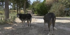 Αδέσποτα σκυλιά