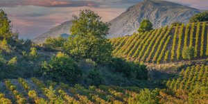 Οι ελληνικοί αμπελώνες 