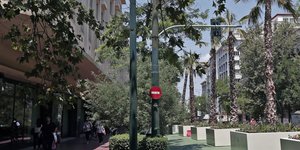 Οι φοίνικες του Μεγάλου Περιπάτου στην Πανεπιστημίου