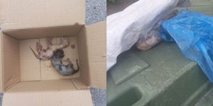Γατάκια γάτες Βόλος κάδος απορριμμάτων