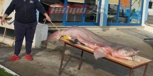 Καρχαρίας ψάρεμα ψαράς