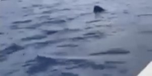 Μεγάλος καρχαρίας ανοιχτά στο Γύθειο