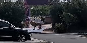 Λιοντάρια απέδρασαν από το κλουβί τους σε τσίρκο της Κίνας