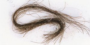 Οι ερευνητές εντόπισαν τρεις ναρκωτικές ουσίες σε τούφες μαλλιών από σπήλαιο στη Μινόρκα