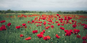 Ζώδια και Πρωτομαγιά