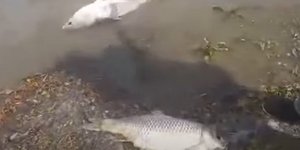 Λίμνη Κερκίνη ψάρια στεριά