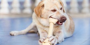 Σκύλος με παιχνίδι