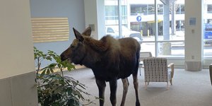 Τάρανδος έψαχνε για φαγητό και μπήκε σε ιατρικό κέντρο