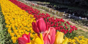 Πολύχρωμες τουλίπες καλλιεργούνται στη Θεσσαλονικη  