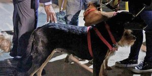  Το σκυλάκι που σώθηκε από το Χαρτούμ